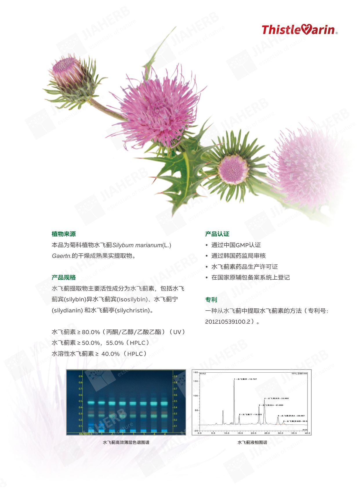 1 水飞蓟-中文1.jpg